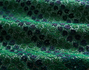 Guipure green-blue